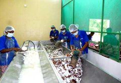 Coconuts Oil  Grade - Image 2