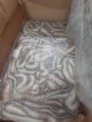 Octopus, squid,.. – product photo 3, product detail gallery