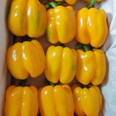 Good Quality Fresh Bell Pepper, Green/Red/Yellow Bell Pepper Type Fresh Shape Round Kind Bell Pepper Packaging Carton Trademark - Image 6