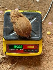 Semi husk cocount 🥥 – product photo 2, product detail gallery
