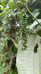 Black pepper - Image 4