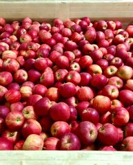 FRESH ROYAL BEAUT APPLES FOR SALE!! CLASS 1 EXPORT QUALITY ROYAL BEAUT APPLES FOR EXPORT – product photo 5, product detail gallery
