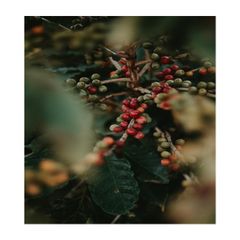 Buy Organic Whole Grain and Enriched Taste Best Flavored Raw PB Grade Arabica Coffee Beans for Export Selling - Image 6