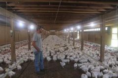 Flicker Free Chicken Farm LED Poultry Light IP65 Dimmable LED Bulb for Poultry House - Image 5