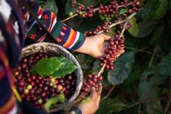 Authentic Toraja Robusta Green Coffee Beans – product photo 4, product detail gallery
