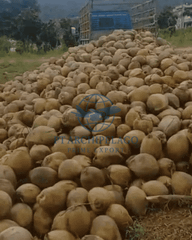 coconut mature / coconut old /semi husk coconut Color Brown Taste Coconut milk Shape good symmetric Ingredients 100% - Image 5