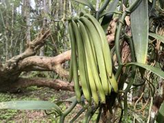 A Grade Thaitensis Vanilla Beans - Image 3