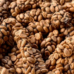 Famously Premium First Grade Wild Civet Arabica Coffee Beans Whole Bean Caffeinated Luwak Coffee from Indonesia - Image 1