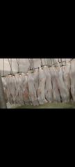 Chilled goat meat - Image 1