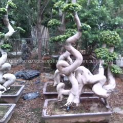 Odd Roots Ficus Live Ficus Plant - Image 1