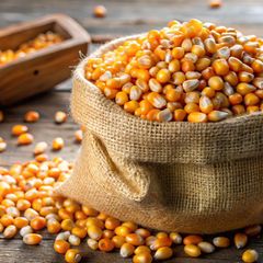 Premium Grade Maize (Yellow Corn) - Image 1