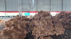 Fresh Coconut from Indonesia - Semi Husked Coconut – product photo 5, product detail gallery