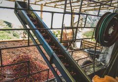 Green Robusta Coffee Beans Washed & Natural | High Caffeine Wholesale Screen 15, 16, 18 Robusta - Image 1