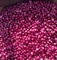 Red Onion – product photo 2, product detail gallery