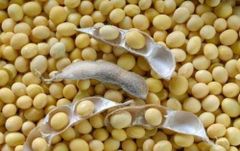 Reliable Agro Exporter Brazil frozenchickenexports.com - Image 4