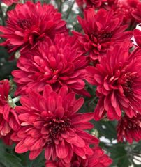 Chrysanthemums - Image 5