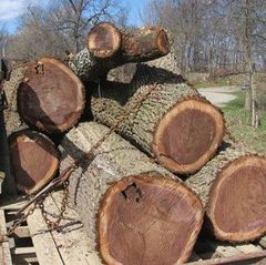 Spruce Wood (Picea abies) Origin South Africa Grade Export / Industrial Grade Max Moisture ≤ 12% (kiln-dried) Color Pale Yellow To Creamy White - Image 1