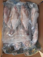 PREMIUM BLACK TILAPIA WHOLE ROUND: SATISFY GLOBAL SEAFOOD DEMAND - Image 3