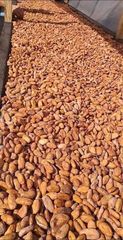 Cocoa - Image 1