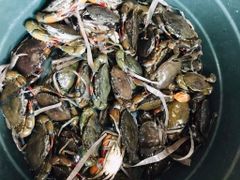 Fresh Live Mud Crabs Available - Image 3
