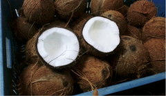 COCONUT – product photo 1, product detail gallery
