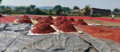 Red Chilli - Teja S17 Material Raw Shelf Life 12 months Place of Origin INDIA Max. Moisture (%) Below 12% Brand Name JRR - Image 8
