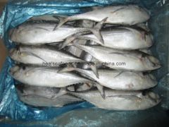 Muroaji/Hard Tail/Scad Fish Style Whole Processing BQF Model NO. 6586 HS Code 03035300 Trademark healsea Certification - Image 2