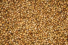 coriander seeds Aroma Authentic Aroma Drying Method Naturally Dried Organic Certification 100% Organic Harvesting Method Carefully – product photo 1, product detail gallery