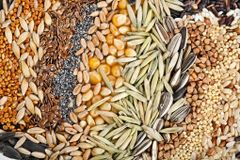 Grains, Oilseeds, Oils - Image 1