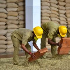 Arabica Coffee, Robusta Coffee - Image 1