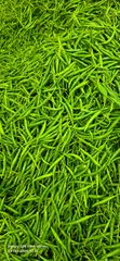 Fresh Green Chilli G4 from India – product photo 1, product detail gallery