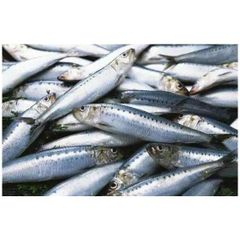 Land frozen Long tail tuna whole frozen tuna fish. - Image 4