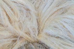 Bulk Supplier 100% Natural Sisal Fiber Sisal Virgin Grade Flame Retardant Chemical-Resistant Directly - Image 4