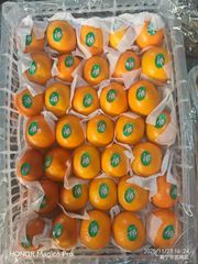 Fresh mandarins Size Range 55-70mm Net Weight 9kgs / Box Packaging Plastic Box Gross Weight 9.3kgs / Box Minimum Order Quantity 3,000 Boxes - Image 1
