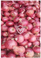 FRESH INDIAN ONION – product photo 1, product detail gallery