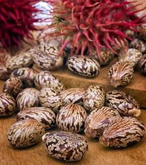 Castor Seed – product photo 1, product detail gallery