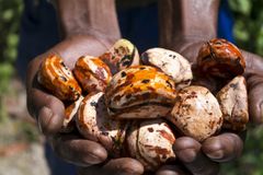 Export Kola Nuts Premium Grade Whole Seeds Clean Fresh High Quality Strong Aroma Suitable For International Buyers And Bulk Supply Buy Now Fast Delivery Premium Quality Wholesale - Image 1