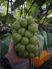 Premium Korean Shine Muscat Grapes – product photo 1, product detail gallery