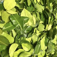 Dried Lime Leaf, GRADE A - Image 1