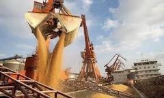 Yellow corn non GMO Origin Ukraine Features GMO-Free Delivery Form Other Aflatoxin B1 Max 5ppb Packaging Bulk vessel Storage Type Port sylo - Image 5