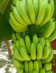 fresh green Cavendish banana high quality best popular fruit – product photo 3, product detail gallery
