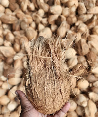 Semi Husked Coconut - Image 1