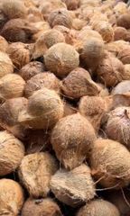 Semi-husked Coconut – product photo 2, product detail gallery