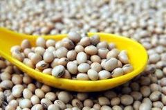 Soybeans for Human Consumption – product photo 1, product detail gallery