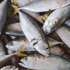 Mackerel Fish Mackerel range in size from small forage fish to larger game fish Mackerel Fish Mackerel - Image 3