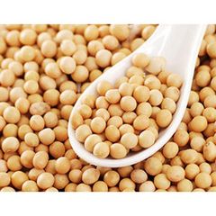 Wholesale Ukraine & Brazil Organic Non-Gmo Soyabean Yellow Soybean Soja Soya Beans - Image 1