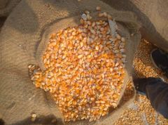 Yellow Maize Packaging 50kg Place of Origin - Image 5