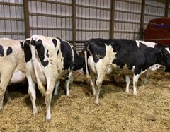 Wholesale pregnant Holstein heifers for sale with high milk yield and strong genetics - Image 1