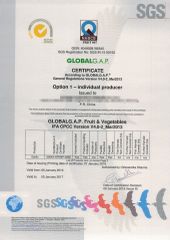 Euro GAP certificate certificate of QINGDAO ALLIANCE FOOD CORP. – certificate photo, supplier certificates section