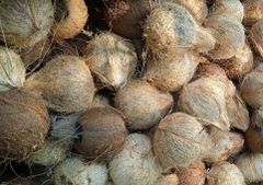 Husked Coconut – product photo 1, product detail gallery